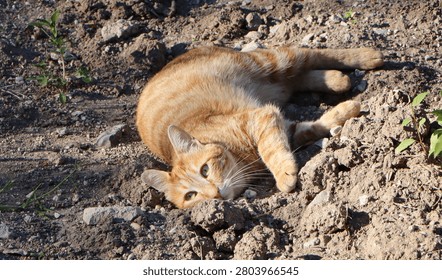 Cute ginger tabby cat lying on the dry ground in a sunny garden.