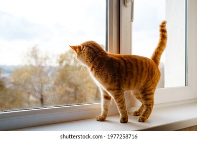 Cute Ginger Tabby Cat On Windowsill Stock Photo 1977258716 | Shutterstock