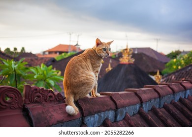 Cute ginger tabby cat on red roof on a stormy day