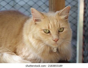 Cute Ginger Tabby Cat Outside In Her Enclosure