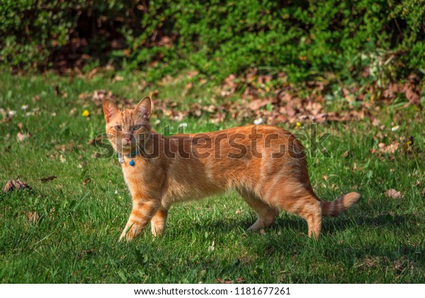 Cute Ginger Tabby Cat Wearing Blue Animals Wildlife Stock Image 1181677261