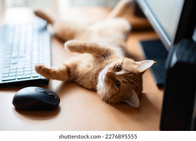 Cute ginger tabby cat well-fed and satisfied sleeps at home working place next to keyboard, PC mouse and monitor screen. 