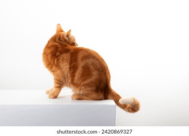 Cuadrillo ginger tabby gato