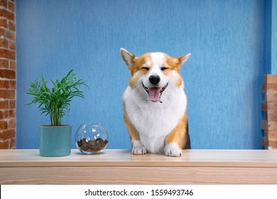 Cute ginger and white dog of welsh corgi pembroke breed sits on the desk of reception. Funny face expression, smiling friendly dog welcoming the guests of hotel or salon. Bright blue wall background.