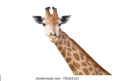 cute giraffe on white background