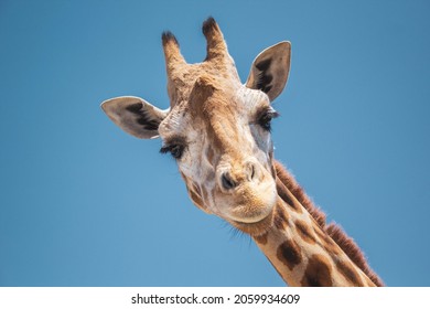 Cute Giraffe Saying Hello To Everyone