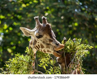 Cute giraffes eating leaves, closeup shot