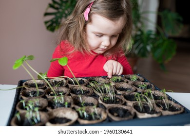 Cute Girl Examining The Planted Seedlings In Recyclable Peat Pots. Child Learning How Vegetable Seeds Are Grown At Home. Spring Gardening Season With Kids