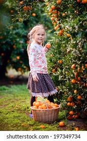 cute girl pick up harvest of orange in autumn farm
