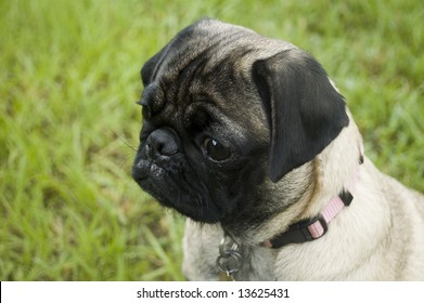 Cute Girl Pug - Shutterstock ID 13625431