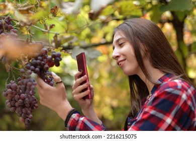 Cute girl taking a photo of a nice fruitful bunch of grapes on a vine in her garden, using her phone - Shutterstock ID 2216215075