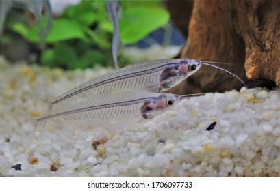 426 Phantom Fish Images, Stock Photos & Vectors | Shutterstock