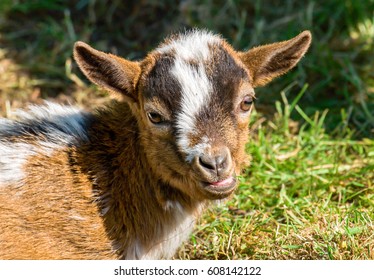 Cute Goat Baby Face View