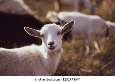 Cute goat grazing on grass outdoors Big goat farm. Domestic goats in the farm. Goat looking at you.  - Shutterstock ID 1252973674