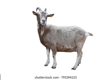 Goats Images, Stock Photos & Vectors | Shutterstock