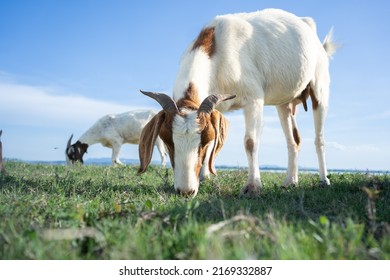 Cute goat on green summer meadow.Baby goats are grazing in the vast green pastures with fresh summer skies.good breed of milk goat is walking in the nature for food.Organic goat milks rich nutritions.