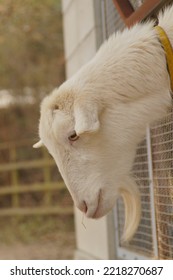 Cute Goat Is Showing Its Face