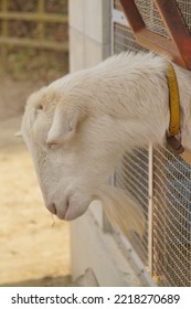 Cute Goat Is Showing Its Face