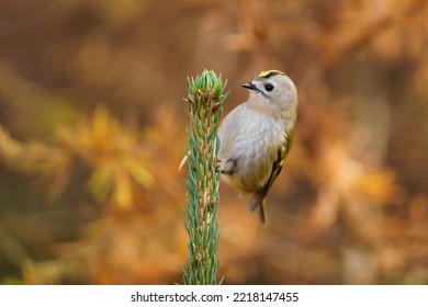 A Cute Goldcrest Sits On The Tip Of The Spruce. Regvulus Regulus. Autumn Scene With A Small Songbird. 