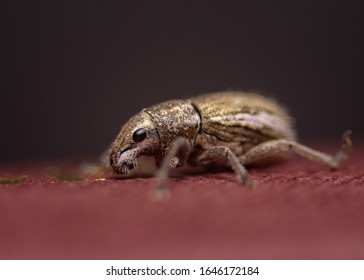 Cute Golden Beetle From Austrailia