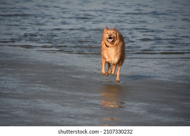 Cute Golden Dog In Action Running On A Muddy Beach In The Summer.