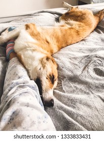 Cute golden dog sleeping on owners bed. Funny dog resting on white sheets and hugging owner leg, cozy adorable moment. Phone photo