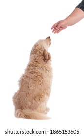 Cute Golden Doodle From The Back Sitting On White Background Gets Treats