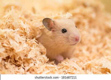 A cute golden hamster covered with wood chips