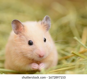 A Cute Golden Hamster On Pasture