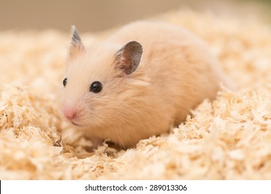 Cute Golden Hamster On Wood Chips.