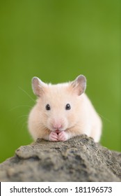 Cute Golden Hamster (Syrian Hamster) on a rock.