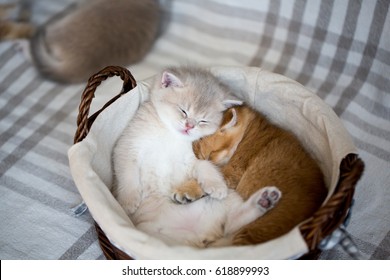 Cute Golden kittens sleeping and hugging in a basket