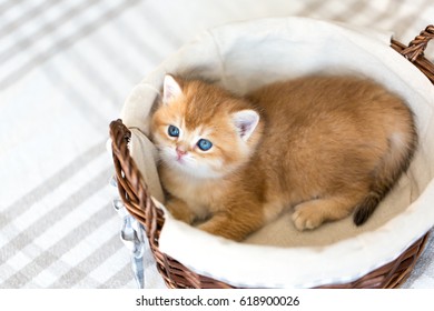 Cute Golden kittens sleeping and hugging in a basket