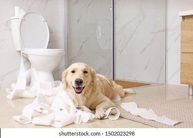 Cute Golden Labrador Retriever playing with toilet paper in bathroom