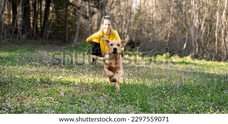 Cute golden labrador retriever puppy running towards the camera in a green spring meadow. With her owner in the background.