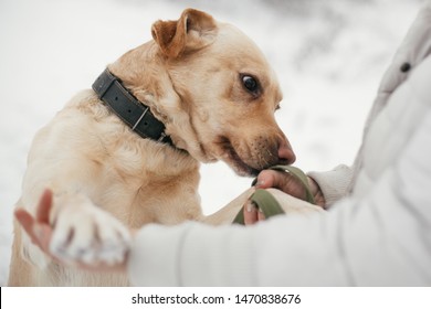 Cute Golden Labrador Sniffing Person Hands In Snowy Winter Park. Mixed Breed Labrador On A Walk And Smelling People At Shelter. Adoption Concept. Stray Dog