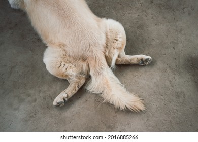 Cute Golden Retriever Dog Butt