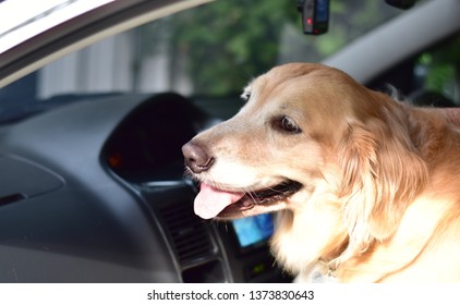 Cute Golden Retriever Dog In The Car.