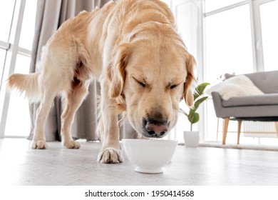 Cute Golden Retriever Dog Drinking Water From Bowl Standing On The Floor At Home