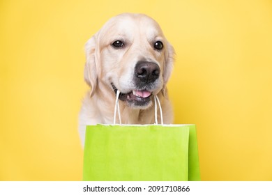 Cute golden retriever dog holding a green paper shopping bag in his teeth while sitting on a yellow background.