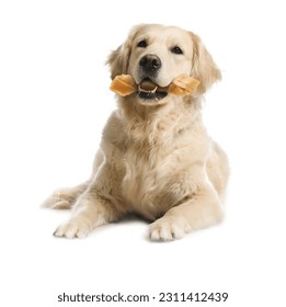 Cute Golden Retriever dog holding chew bone in mouth on white background - Shutterstock ID 2311412439