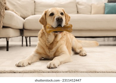 Cute Golden Retriever dog holding chew bone in mouth indoors - Powered by Shutterstock