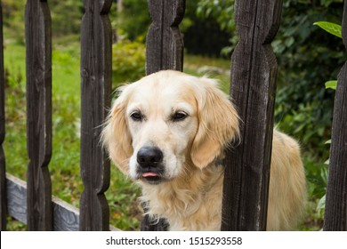 Cute Golden Retriever Dog Looking Outside The Garden Through The Wood Fence