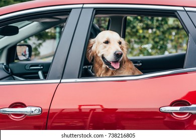 cute golden retriever dog looking out of car window