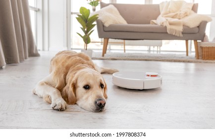 Cute Golden Retriever Dog Lying On The Floor At Home While Robot Vacuum Cleaner Works Close To Him