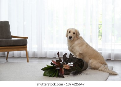 Cute Golden Retriever Dog Near Overturned Houseplant On Light Carpet At Home. Space For Text