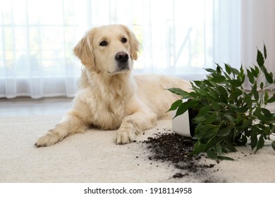 Cute Golden Retriever Dog Near Overturned Houseplant On Light Carpet At Home