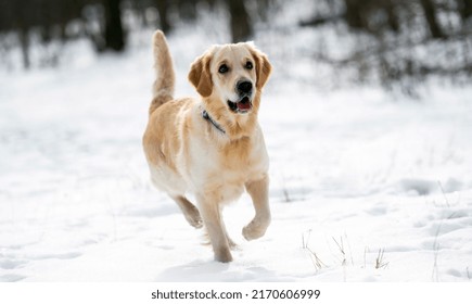 Cute Golden Retriever Dog Running In The Snow And Looking Away. Side View Portrait Of Doggy In Winter Walk