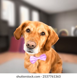 Cute golden retriever dog sitting in a living room while wearing a purple bow tie - Powered by Shutterstock