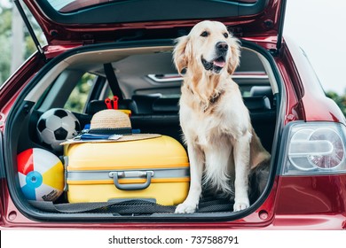 cute golden retriever dog sitting in car trunk with luggage for trip - Powered by Shutterstock